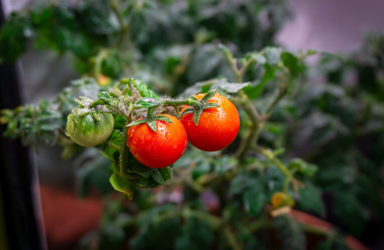 Czym jest growbox? Poznaj rozwiązanie idealne dla ogrodników